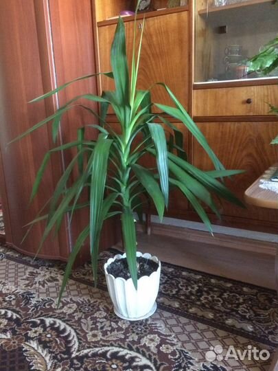 Живые цветы