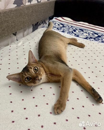 Абиссинский кот