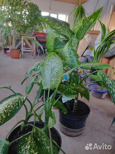 Диффенбахия