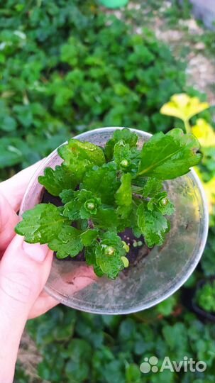 Укорененые черенки хризантем