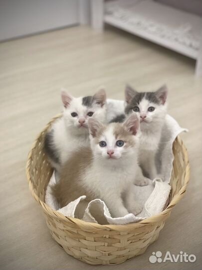 Котята в добрые руки 1,5 месяца