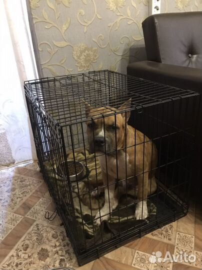 Гостиница для собак, передежка, перевозка