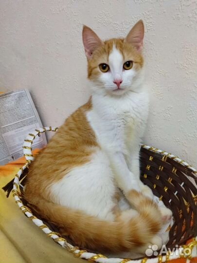 Рыженькая девочка в поиске дома