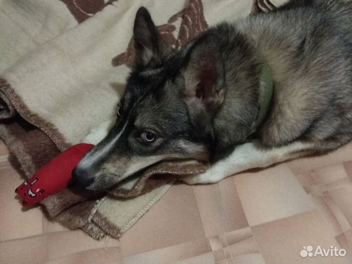 Собака в добрые руки отдам бесплатно