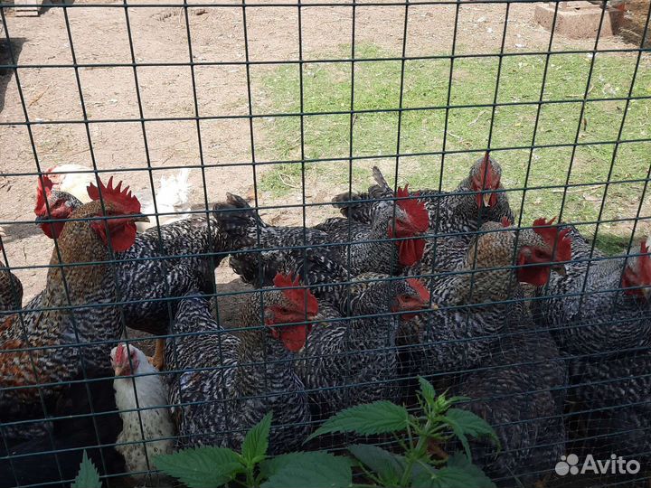 Молодые петушки породы Мастер Grey