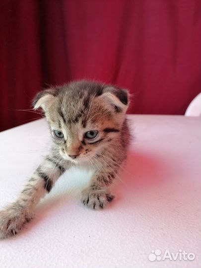 Шотландские вислоухие котята