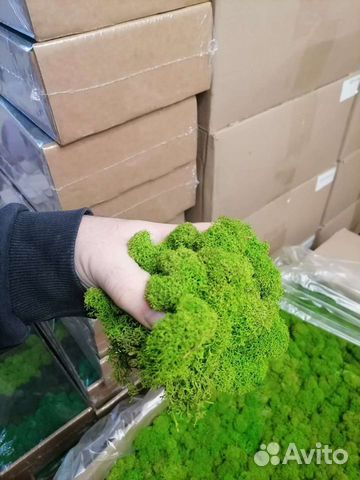 Стабилизированный мох от производителя