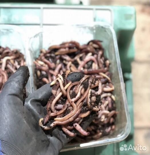 Черви дендробена