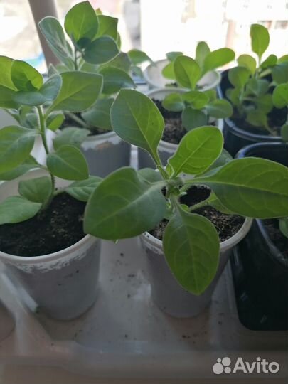 Продам петуньи ампельные