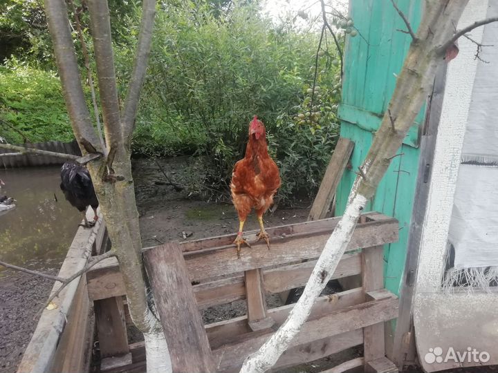 Куры петухи