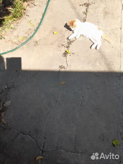 Домашние животные кошки