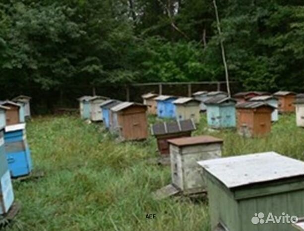 Мед 24 года Алтайский опт