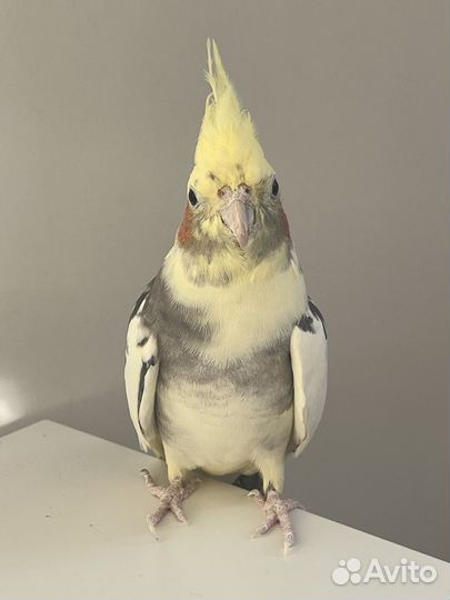 Пара корелл