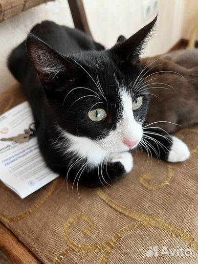 Котёнок в дар