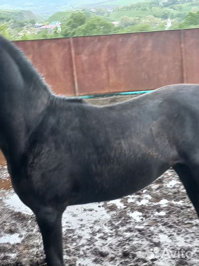 Лошадь жеребчик