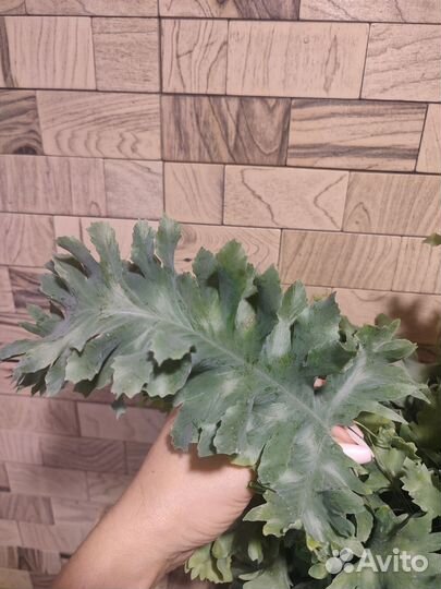 Флебодиум давана