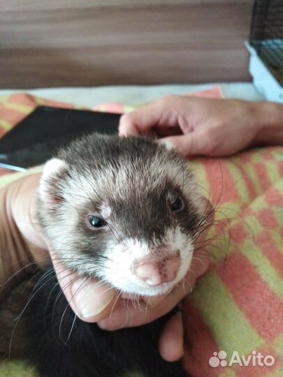 Хорек с клеткой
