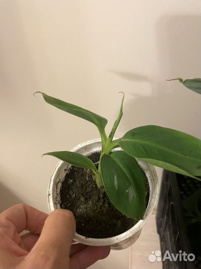 Комнатные растения банан
