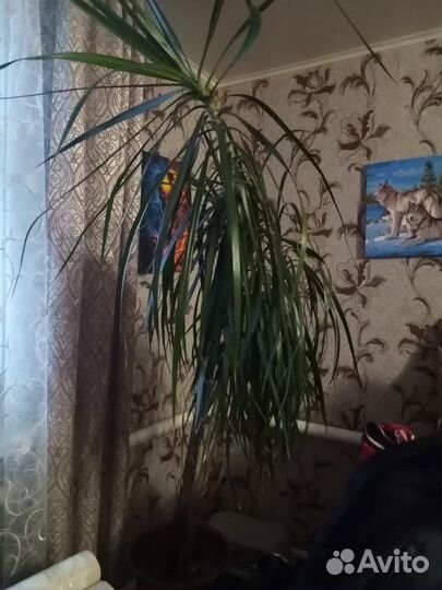 Пальма драцена