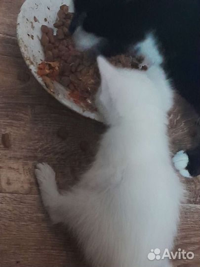 В добрые руки, разный цвет глаз