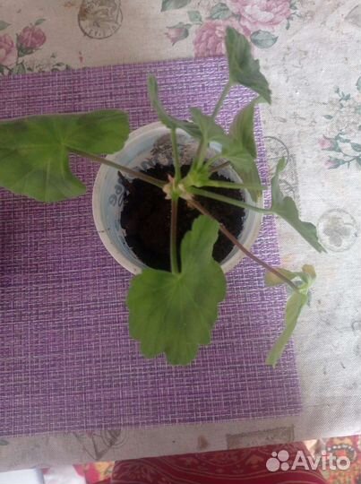 Королевская пеларгония