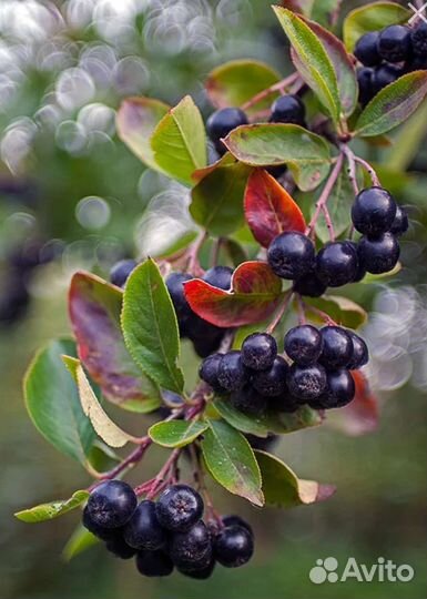 Черноплодная рябина