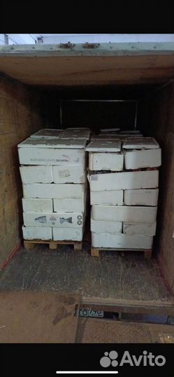 Головы семги свеж и х/к