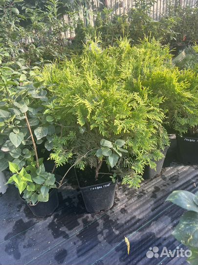 Туч западная Golden Globe,Globosa,С5