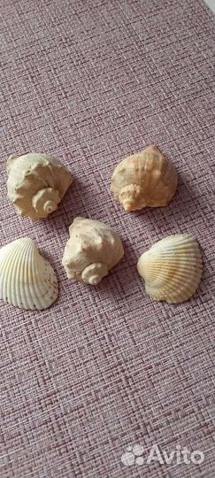 Ракушки,фигурки
