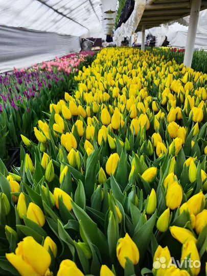 Тюльпаны оптом на 8 марта 2024г