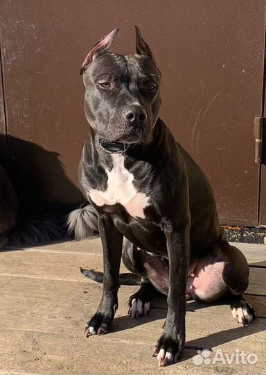 Питбуль прайтер щенки