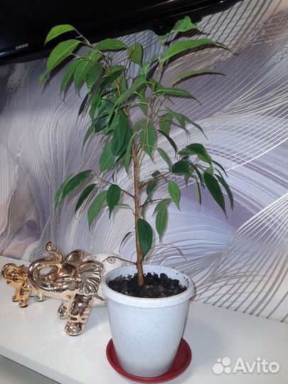 Фикус бенджамина