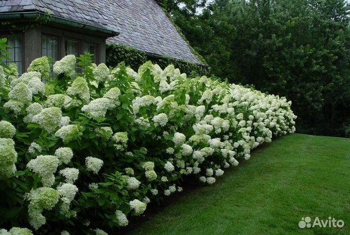 Гортензия метельчатая