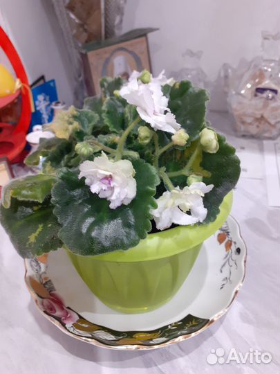 Фиалки цветущие в горшке