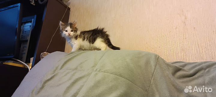 Котенок в дар