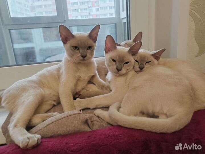 Бурма-детки клубные