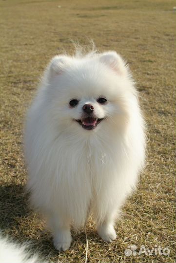 Померанский шпиц