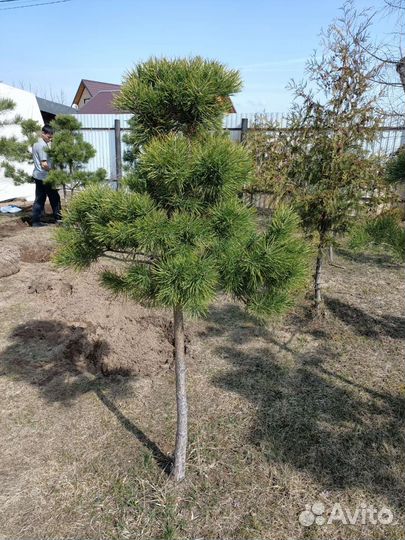 Сосна обыкновенная