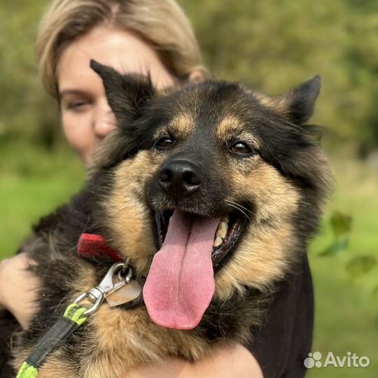 Миниатюрной бывшедомашней Грете плохо в приюте