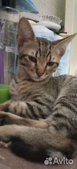 Котёнок девочка