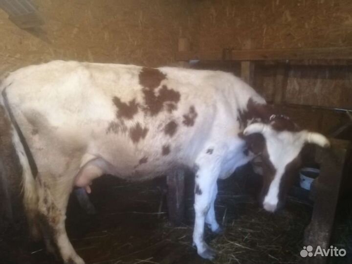 Коровы дойные молочные айширской
