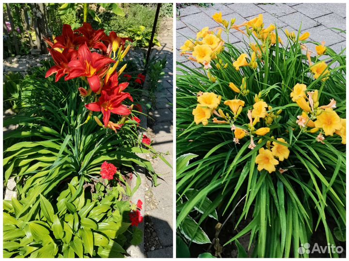 Садовые растения