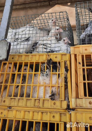 Продажа кур несушек