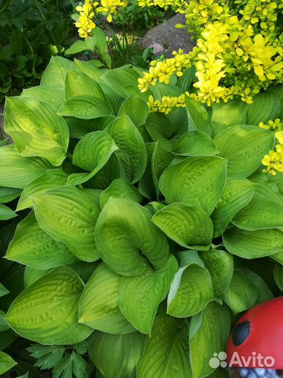 Хоста набор