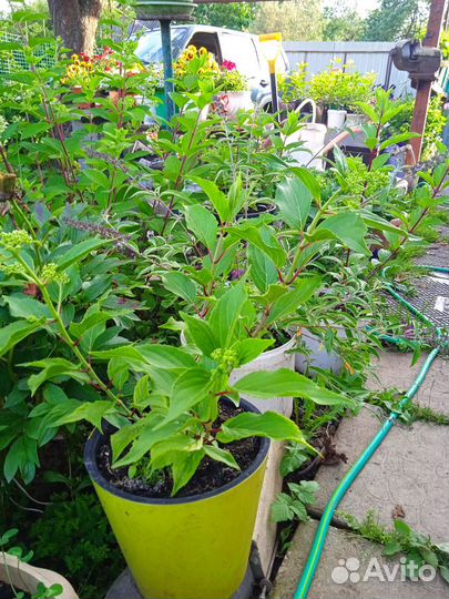 Гортензия саженцы