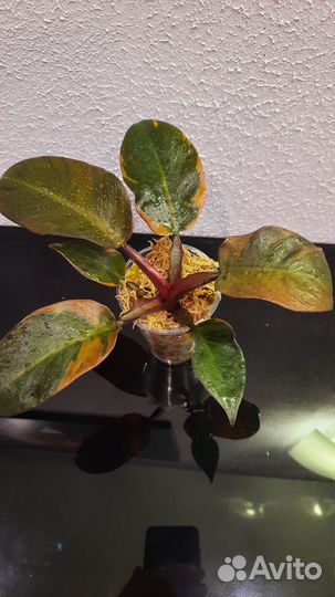 Филодендрон Блек кардинал вариегатный