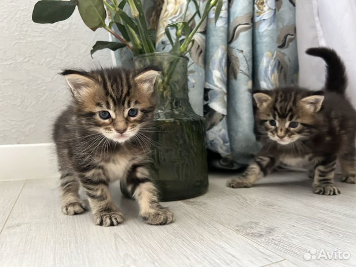 Кошки мейн-кун