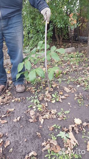 Грецкий орех саженцы