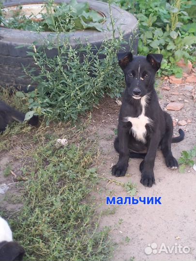 Щенки бесплатно