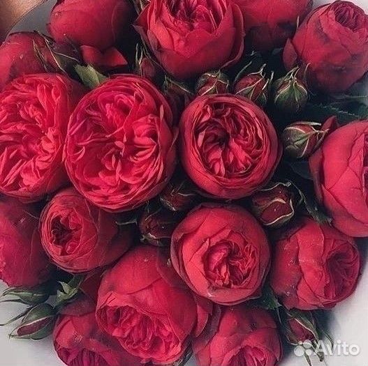 Пионы Гипсофила Цветы Пионы